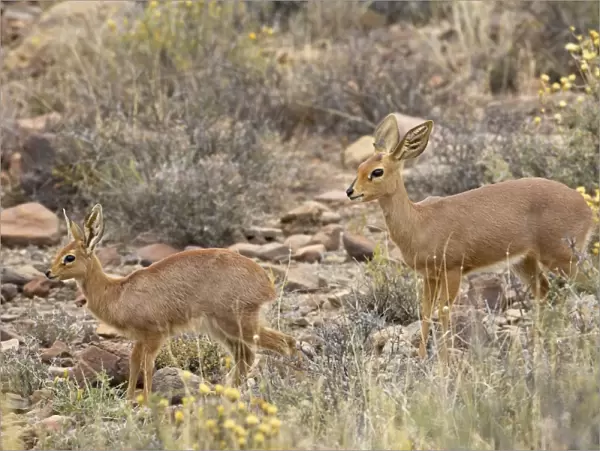 Steenbok (Raphicerus campestris) mother and young, Karoo National Park