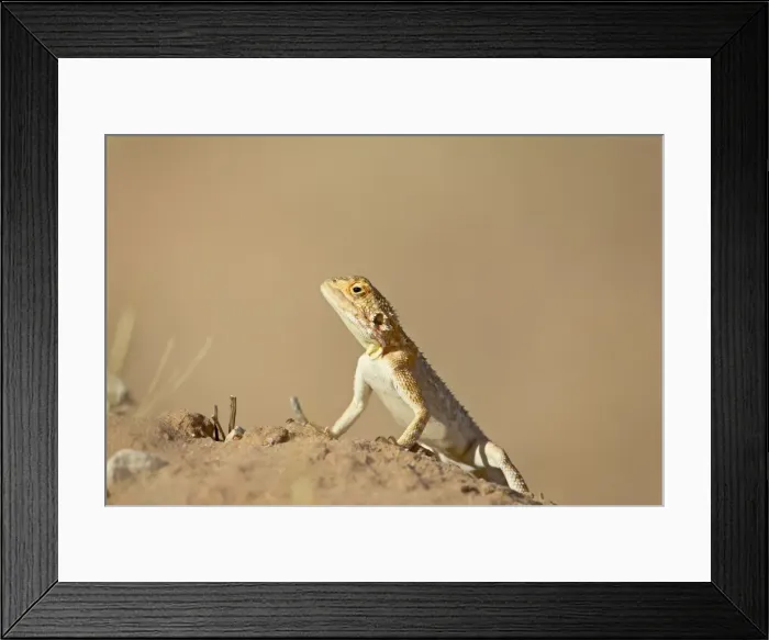 Framed Print : Ground agama (Agama aculeata aculeata), Kgalagadi Transfrontier Park, encompassing the former Kalahari Gemsbok National Park, South Framed Print : Ground agama (Agama aculeata aculeata), Kgalagadi Transfrontier Park, encompassing the former Kalahari Gemsbok National Park, South