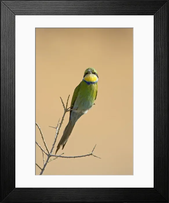 Framed Print : Swallow-tailed bee-eater (Merops hirundineus), Kgalagadi Transfrontier Park Framed Print : Swallow-tailed bee-eater (Merops hirundineus), Kgalagadi Transfrontier Park