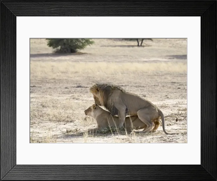 Framed Print : Lion (Panthera leo) mating, Kgalagadi Transfrontier Park, encompassing the former Kalahari Gemsbok National Park, South Framed Print : Lion (Panthera leo) mating, Kgalagadi Transfrontier Park, encompassing the former Kalahari Gemsbok National Park, South