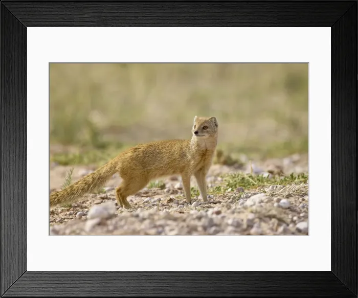 Framed Print : Yellow mongoose (Cynictis penicillata), Kgalagadi Transfrontier Park, encompassing the former Kalahari Gemsbok National Park, South Framed Print : Yellow mongoose (Cynictis penicillata), Kgalagadi Transfrontier Park, encompassing the former Kalahari Gemsbok National Park, South