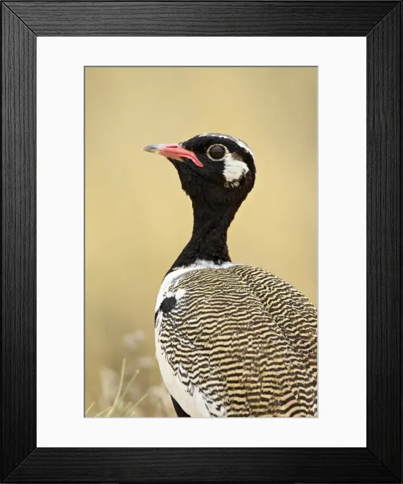 Framed Print : Northern black korhaan (Eupodotis afraoides), Kgalagadi Transfrontier Park Framed Print : Northern black korhaan (Eupodotis afraoides), Kgalagadi Transfrontier Park