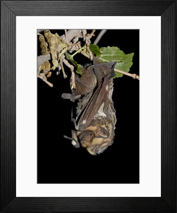 Framed Print : Hoary bat (Lasiurus cinereus) perched, near Portal, Arizona, United States of America Framed Print : Hoary bat (Lasiurus cinereus) perched, near Portal, Arizona, United States of America