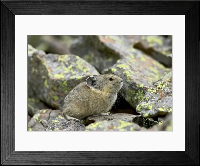 Framed Print : Pica (Pica pica), Clear Lake, San Juan National Forest, Colorado, United States of America Framed Print : Pica (Pica pica), Clear Lake, San Juan National Forest, Colorado, United States of America