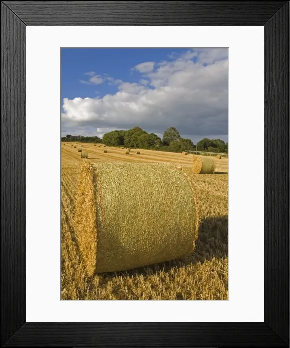 Framed Print : Bales of hay, Ardmore region, County Waterford, Munster, Republic of Ireland, Europe Framed Print : Bales of hay, Ardmore region, County Waterford, Munster, Republic of Ireland, Europe