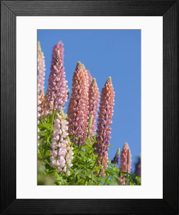 Framed Print : Gaspe, Gaspe peninsula, province of Quebec, Canada, North America Framed Print : Gaspe, Gaspe peninsula, province of Quebec, Canada, North America
