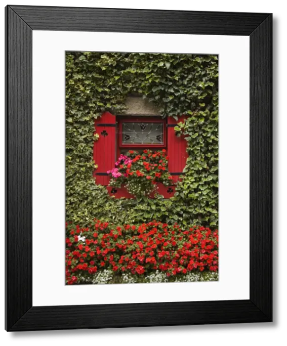 Framed Print : Ivy covered cottage, Town of Borris, County Carlow, Leinster, Republic of Ireland, Europe Framed Print : Ivy covered cottage, Town of Borris, County Carlow, Leinster, Republic of Ireland, Europe