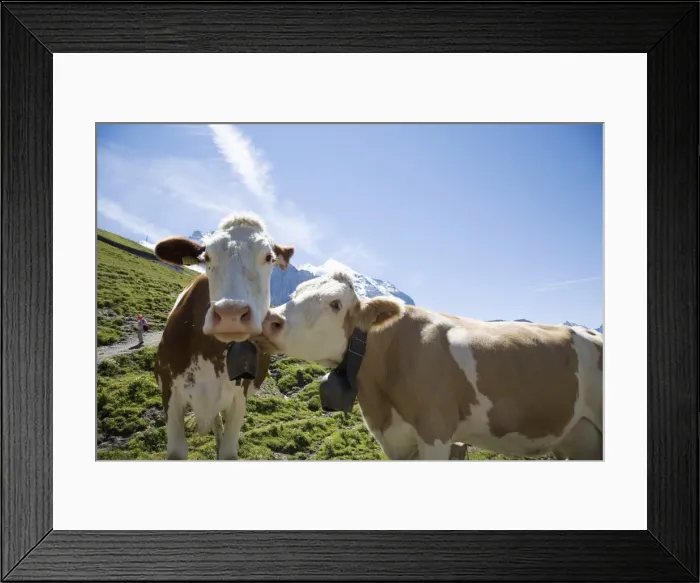 Framed Print : Kleine Scheidegg, Bernese Oberland, Berne Canton, Switzerland, Europe Framed Print : Kleine Scheidegg, Bernese Oberland, Berne Canton, Switzerland, Europe
