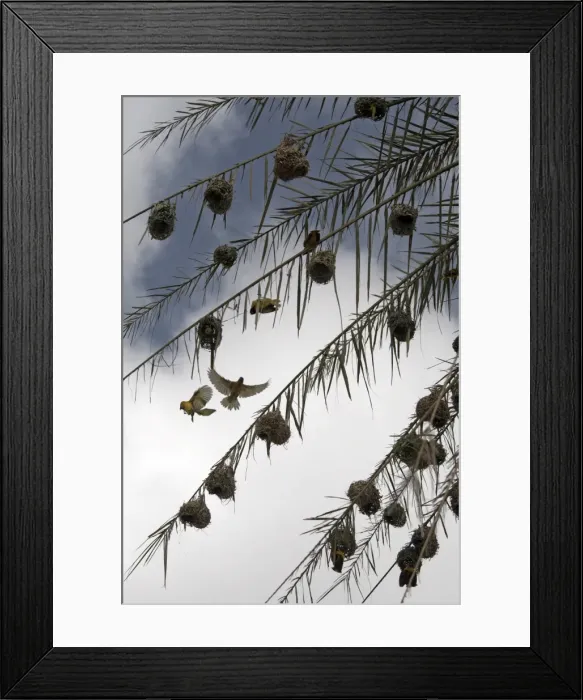 Framed Print : Weaver birds building nests, Harar, Ethiopia, Africa