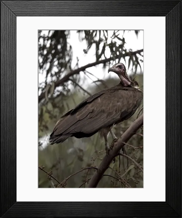 Framed Print : A vulture rests in a tree in the city of Harar, Ethiopia, Africa Framed Print : A vulture rests in a tree in the city of Harar, Ethiopia, Africa