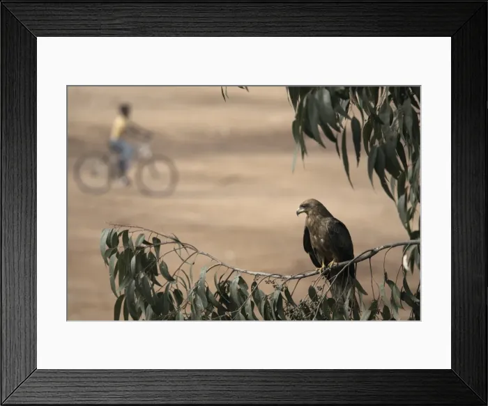 Framed Print : An eagle keeps watch from the branches, high above the city of Harar, Ethiopia, Africa