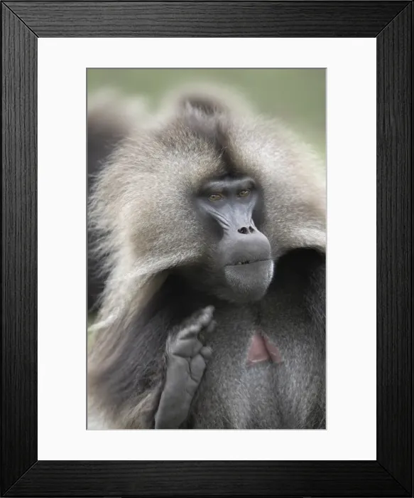 Framed Print : A male Gelada baboon, in the Simien Mountains National Park, Ethiopia, Africa Framed Print : A male Gelada baboon, in the Simien Mountains National Park, Ethiopia, Africa