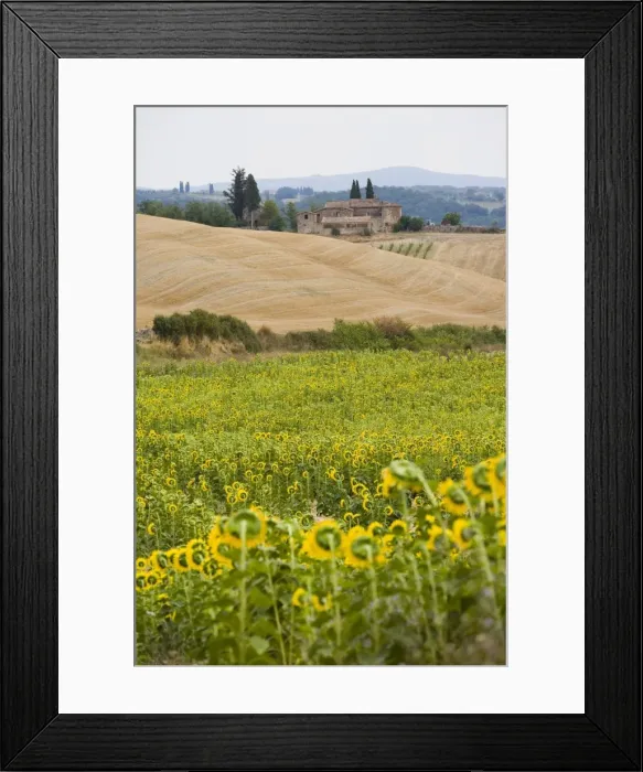 Framed Print : Field of sunflowers in the Tuscan landscape, Tuscany, Italy, Europe Framed Print : Field of sunflowers in the Tuscan landscape, Tuscany, Italy, Europe