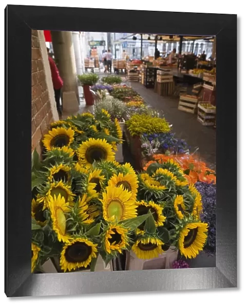 Sunflowers for sale in Rialto Market, Venice, Veneto, Italy, Europe