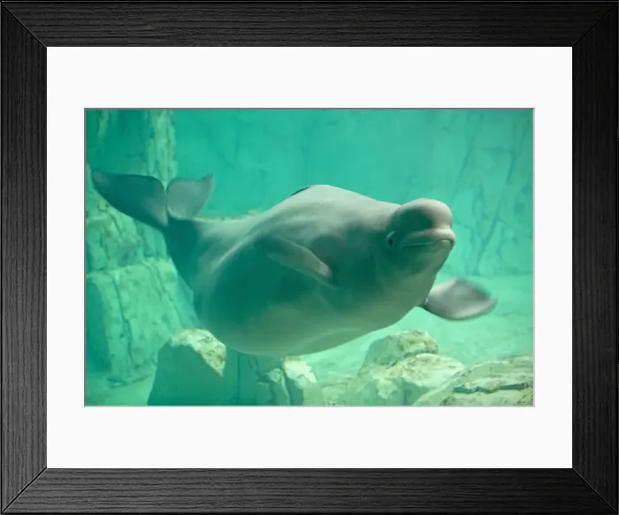 Framed Print : Beluga, Oceanographic aquarium, Valencia, Spain, Europe Framed Print : Beluga, Oceanographic aquarium, Valencia, Spain, Europe