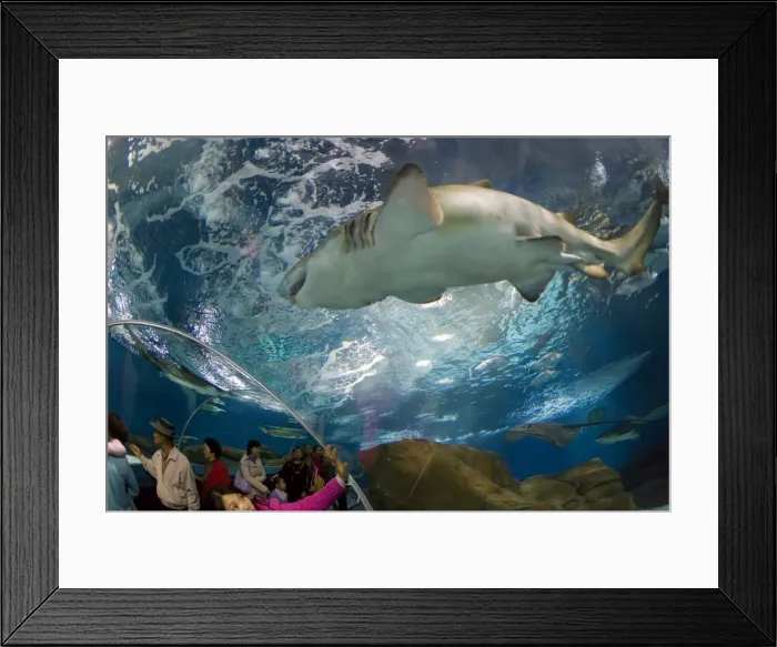 Framed Print : Tourists at the Shanghai Aquarium in Pudong District, Shanghai, China, Asia Framed Print : Tourists at the Shanghai Aquarium in Pudong District, Shanghai, China, Asia