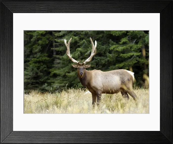 Framed Print : Roosevelt elk, Oregon, United States of America, North America