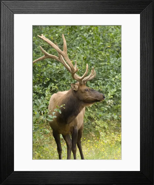Framed Print : Roosevelt elk, Oregon, United States of America, North America