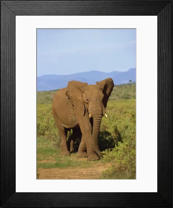 Framed Print : Elephant, Samburu, Kenya, East Africa, Africa Framed Print : Elephant, Samburu, Kenya, East Africa, Africa