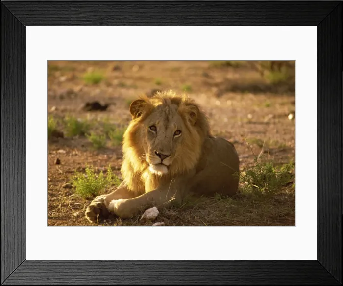Framed Print : Male lion, Samburu National Reserve, Kenya, East Africa, Africa Framed Print : Male lion, Samburu National Reserve, Kenya, East Africa, Africa
