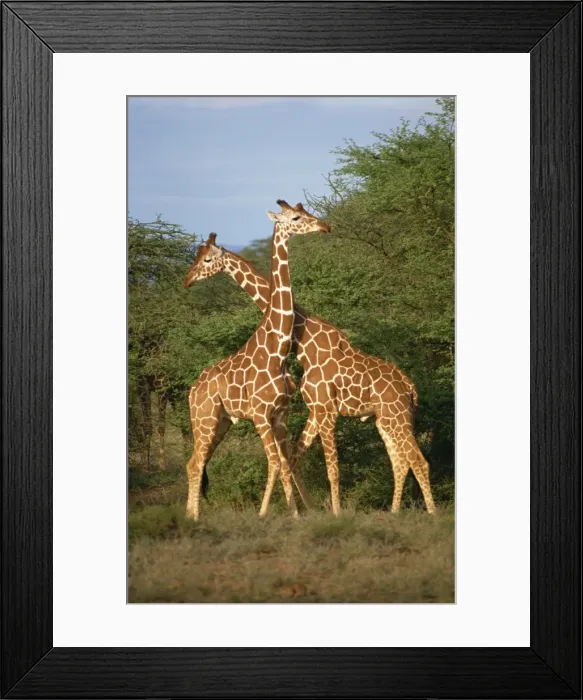 Framed Print : Reticulated giraffe, Samburu, Kenya, East Africa, Africa Framed Print : Reticulated giraffe, Samburu, Kenya, East Africa, Africa
