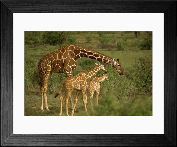 Framed Print : Reticulated giraffe, Samburu, Kenya, East Africa, Africa Framed Print : Reticulated giraffe, Samburu, Kenya, East Africa, Africa