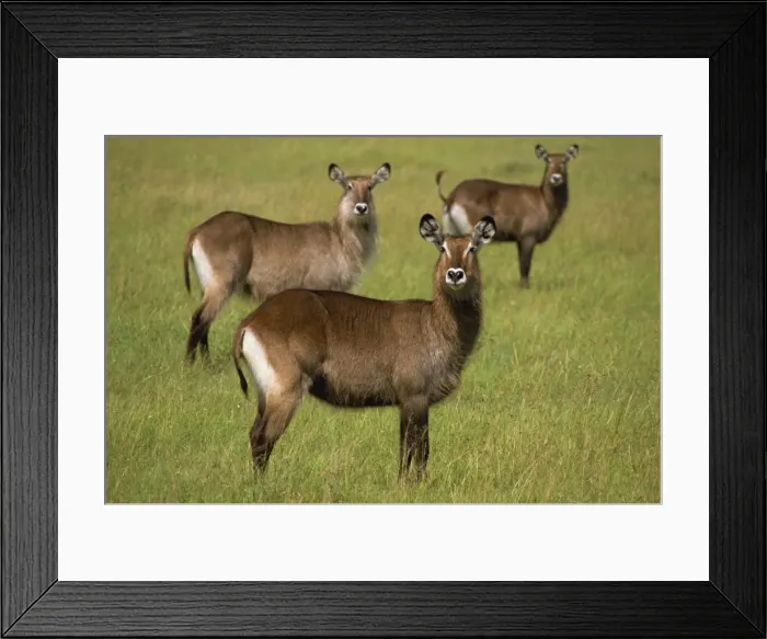 Framed Print : Waterbuck, Masai Mara, Kenya, East Africa, Africa Framed Print : Waterbuck, Masai Mara, Kenya, East Africa, Africa