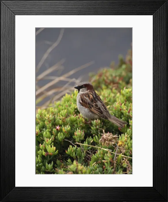 Framed Print : House sparrow, St. Marys, Isles of Scilly, United Kingdom, Europe Framed Print : House sparrow, St. Marys, Isles of Scilly, United Kingdom, Europe