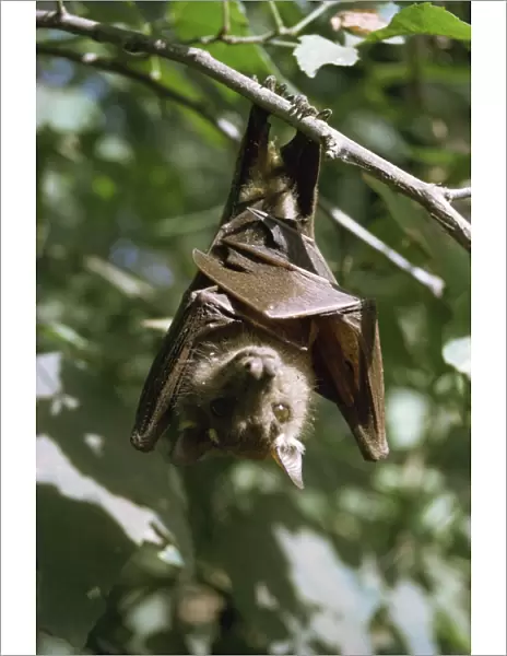 Bat, Kenya, East Africa, Africa