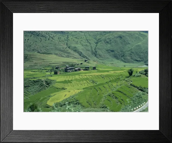 Framed Print : Rice terraces, Bhutan, Asia Framed Print : Rice terraces, Bhutan, Asia