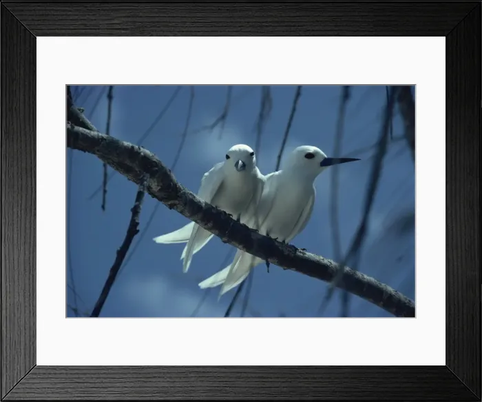 Framed Print : Fairy terns, Seychelles, Indian Ocean, Africa Framed Print : Fairy terns, Seychelles, Indian Ocean, Africa