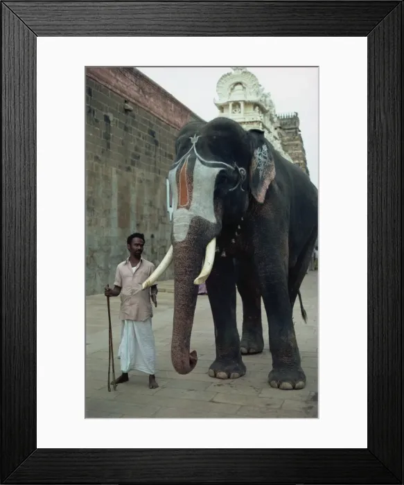 Framed Print : Temple elephant near Tiruchirapali, Srirangum Nyak, India, Asia Framed Print : Temple elephant near Tiruchirapali, Srirangum Nyak, India, Asia