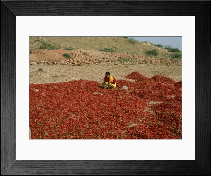 Framed Print : Chillies, Rajasthan state, India, Asia Framed Print : Chillies, Rajasthan state, India, Asia