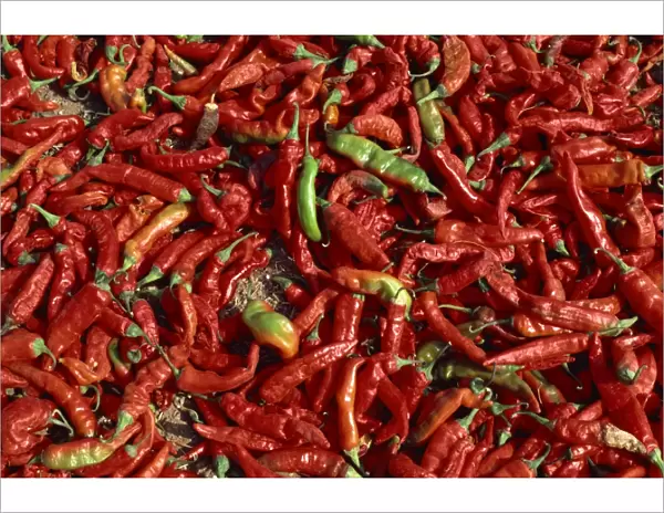Close-up of chillies, Rajasthan state, India, Asia