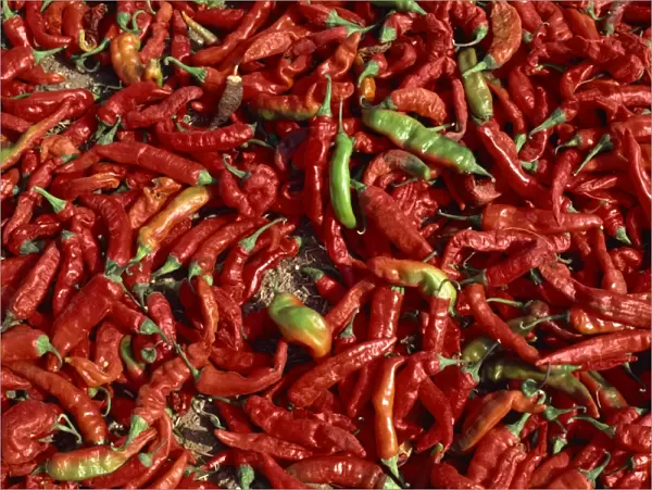 Close-up of chillies, Rajasthan state, India, Asia