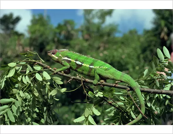Chameleon, Madagascar, Africa
