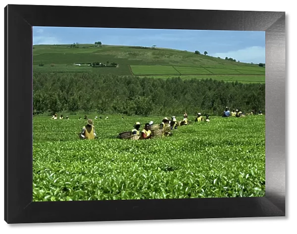 Tea picking, Sotik, Kenya, East Africa, Africa