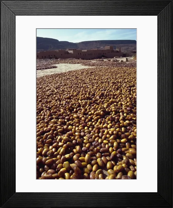 Framed Print : Dates drying near Rissani, Morocco, North Africa, Africa Framed Print : Dates drying near Rissani, Morocco, North Africa, Africa