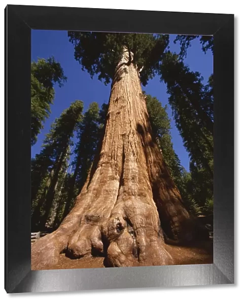 Ben Sherman Tree, Sequoia Park, California, United States of America, North America