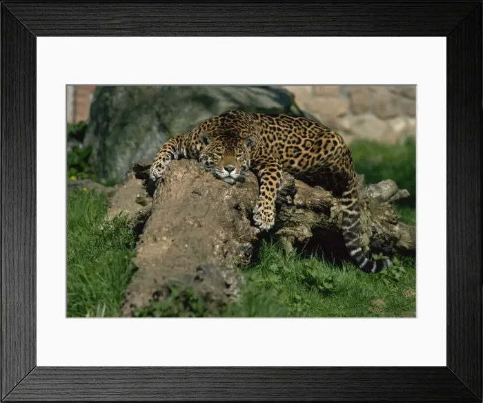 Framed Print : Jaguar (Felis onca) lying on fallen tree, Dartmoor Wildlife Park, Devon Framed Print : Jaguar (Felis onca) lying on fallen tree, Dartmoor Wildlife Park, Devon
