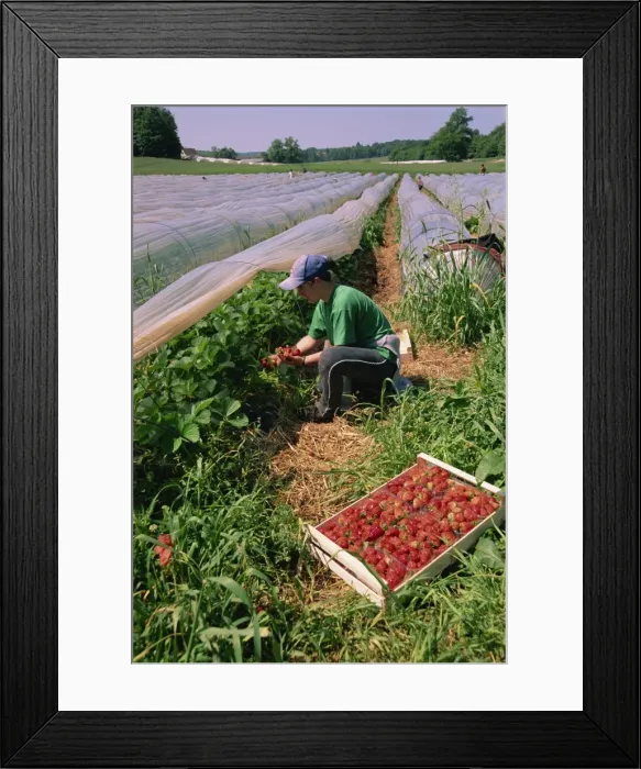 Framed Print : Strawberry pickers, Dordogne, Aquitaine, France, Europe Framed Print : Strawberry pickers, Dordogne, Aquitaine, France, Europe