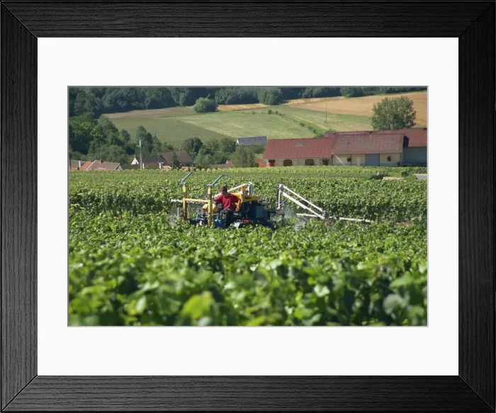 Framed Print : Spraying grape vines, Savigny, Champagne Ardenne, France, Europe Framed Print : Spraying grape vines, Savigny, Champagne Ardenne, France, Europe