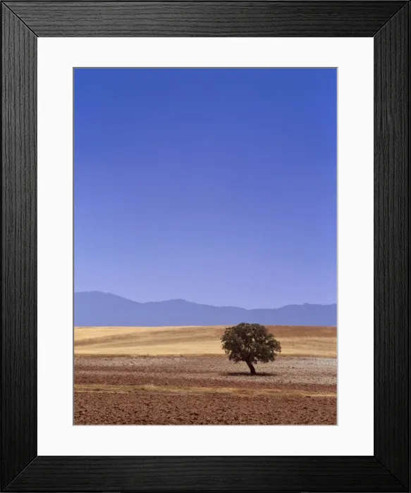 Framed Print : Single cork tree near Albacete, La Mancha, Spain, Europe Framed Print : Single cork tree near Albacete, La Mancha, Spain, Europe