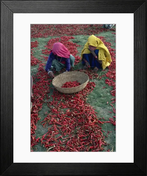 Framed Print : Chilli harvest, Rajasthan state, India, Asia Framed Print : Chilli harvest, Rajasthan state, India, Asia