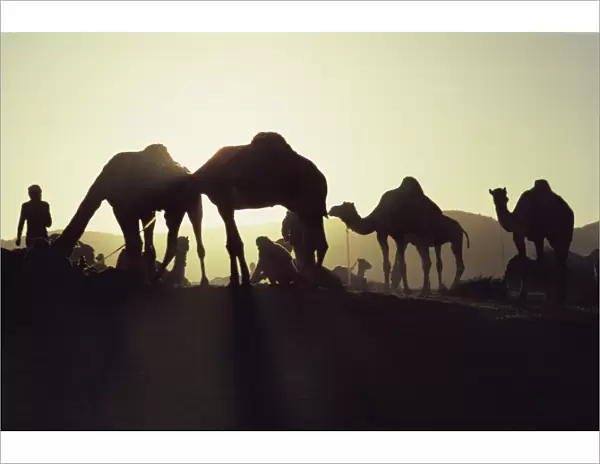 Camel Fair, Pushkar, Rajasthan state, India, Asia