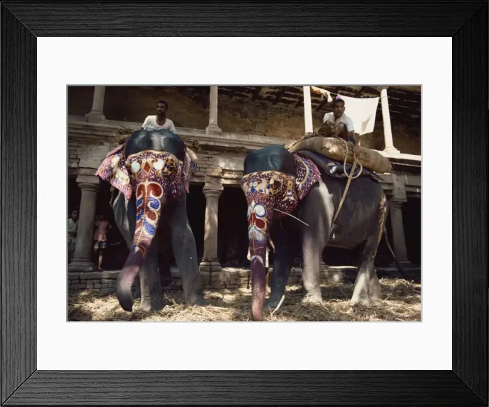 Framed Print : The Maharajahs elephants, Varanasi, Uttar Pradesh state, India, Asia Framed Print : The Maharajahs elephants, Varanasi, Uttar Pradesh state, India, Asia