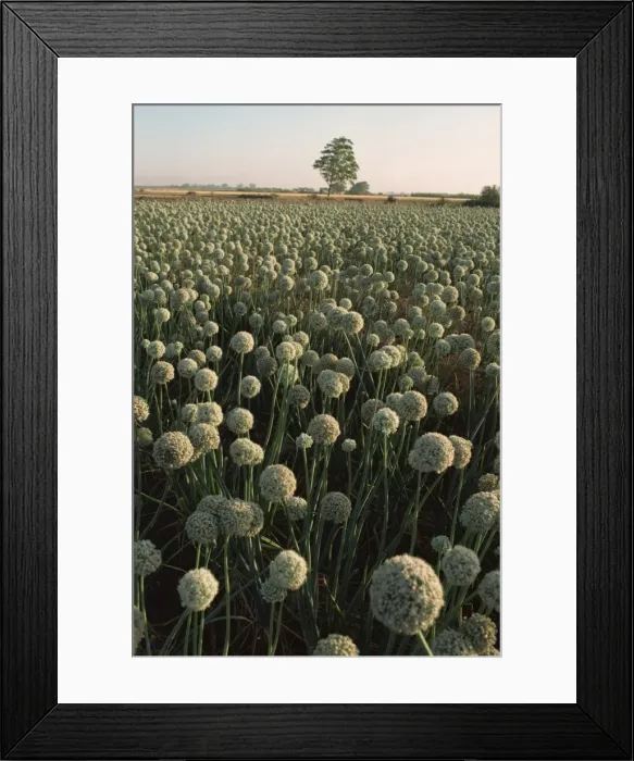 Framed Print : Onion fields, Gujarat state, India, Asia Framed Print : Onion fields, Gujarat state, India, Asia