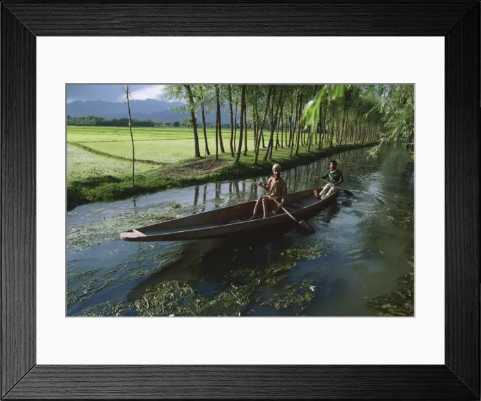 Framed Print : Waterways and paddy fields, Kashmir, India, Asia Framed Print : Waterways and paddy fields, Kashmir, India, Asia