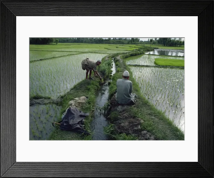 Framed Print : Workers in paddy fields, Kashmir, India, Asia Framed Print : Workers in paddy fields, Kashmir, India, Asia