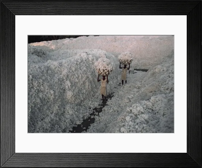 Framed Print : Cotton harvest, Gujarat state, India, Asia Framed Print : Cotton harvest, Gujarat state, India, Asia